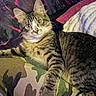 Bantam joined the competition — help win amazing prizes! cat, tabby, pet, animal, feline, yellow_eyes, paws, fur, striped, relaxed, blanket, camouflage, indoor, cozy, couch, purple_lighting, pink_lighting, whiskers, ears, closeup