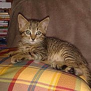 Grizoulle a rejoint le concours — aidez-le/la à gagner de superbes lots ! animal, blanket, cat, cozy, curious, cushion, cute, ears, feline, fur, indoor, kitten, paws, pet, plaid, resting, striped, tabby, whiskers, young