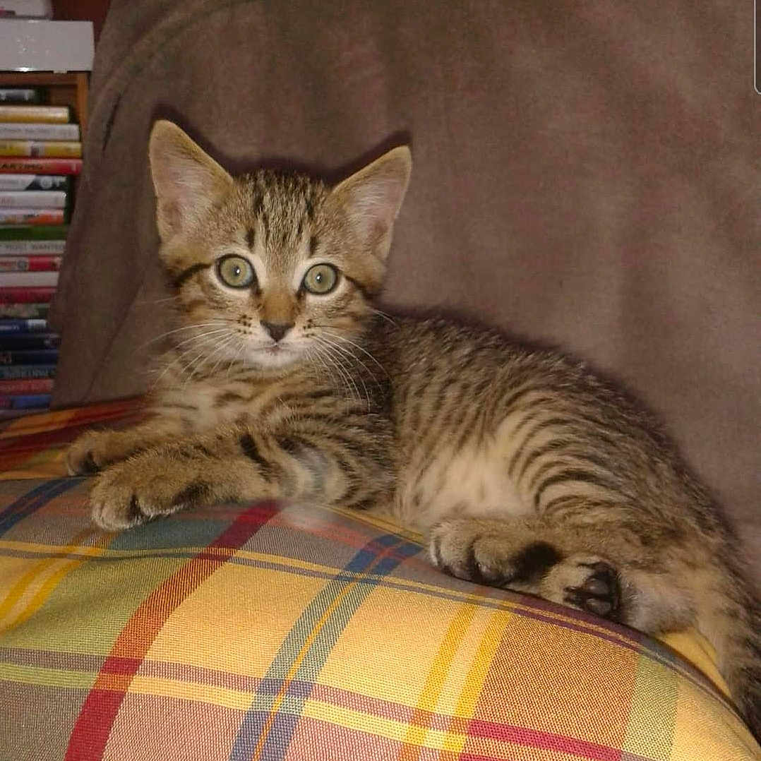 Grizoulle a rejoint le concours — aidez-le/la à gagner de superbes lots ! animal, blanket, cat, cozy, curious, cushion, cute, ears, feline, fur, indoor, kitten, paws, pet, plaid, resting, striped, tabby, whiskers, young