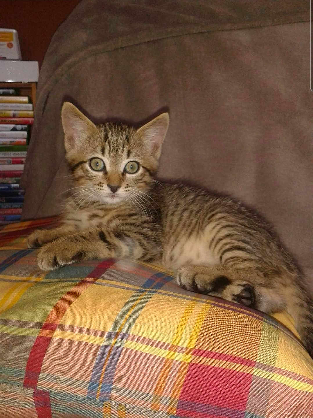 Grizoulle a rejoint le concours — aidez-le/la à gagner de superbes lots ! animal, blanket, cat, cozy, curious, cushion, cute, ears, feline, fur, indoor, kitten, paws, pet, plaid, resting, striped, tabby, whiskers, young