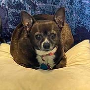 Jasmine is registered to the contest to win money with this photo: dog, small_dog, brown_dog, white_fur, ears, pillow, indoor, pet, collar, tags, looking_at_camera, cozy, resting, close_up, animal, companion, cute, furry, home, relaxed