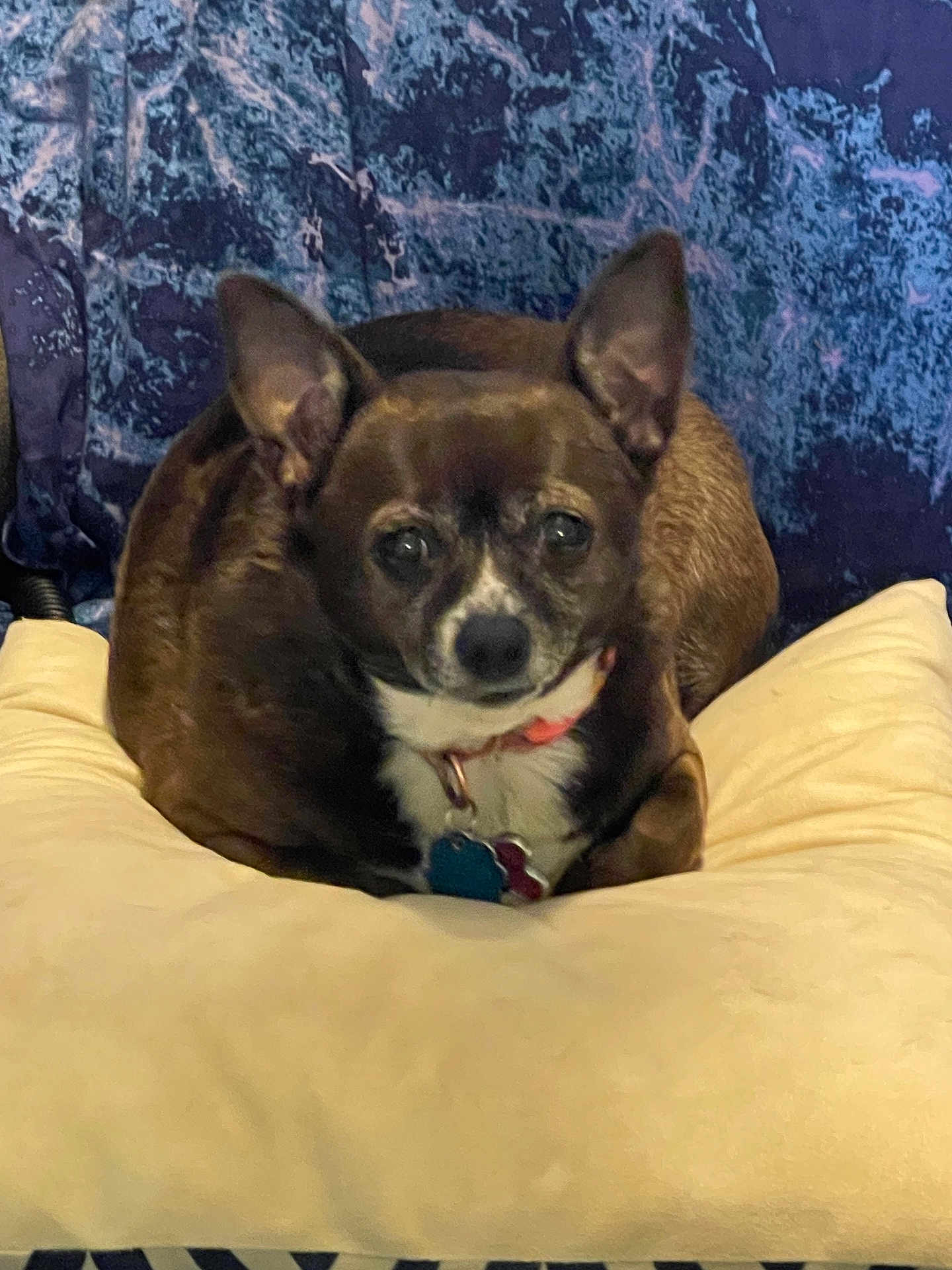 Jasmine is registered to the contest to win money with this photo: dog, small_dog, brown_dog, white_fur, ears, pillow, indoor, pet, collar, tags, looking_at_camera, cozy, resting, close_up, animal, companion, cute, furry, home, relaxed