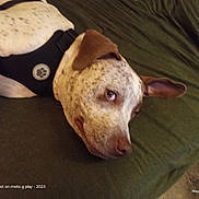 Tater joined the competition — help win amazing prizes! dog, canine, pet, lying_down, harness, spotted, brown_ear, green_surface, side_eye, relaxed, indoor, close_up, animal, fur, muzzle, ear, domestic_animal, portrait, resting, looking