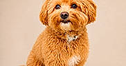 Lagni a rejoint le concours — aidez-le/la à gagner de superbes lots ! dog, puppy, fluffy, apricot, curly_fur, pet, cute, sitting, studio, portrait, animal, companion, small_dog, adorable, fur, looking_up, brown_nose, indoor, isolated, background