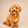 dog, puppy, fluffy, apricot, curly_fur, pet, cute, sitting, studio, portrait, animal, companion, small_dog, adorable, fur, looking_up, brown_nose, indoor, isolated, background