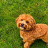 dog, curly_fur, brown_dog, pet, grass, outdoor, nature, canine, animal, cute, looking_up, collar, fluffy, small_dog, greenery, summer, playful, adorable, fur, companion
