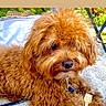 dog, brown, fluffy, pet, outdoor, pillow, wooden_spatula, fur, closeup, leash, resting, canine, portrait, animal, summer, garden, nature, cute, small, companion