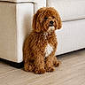 dog, brown_dog, curly_fur, pet, indoor, couch, wooden_floor, sitting, cute, fluffy, small_dog, floor, furniture, white_patch, companion, animal, domestic_animal, curled_fur, calm, relaxed