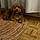 Lagni