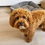 Lagni a rejoint le concours — aidez-le/la à gagner de superbes lots ! dog, pet, fluffy, brown, curly_fur, indoor, wooden_floor, dog_bed, basket, animal, cute, looking, canine, fur, companion, domestic, friendly, house, curious, mammal