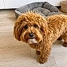 dog, pet, fluffy, brown, curly_fur, indoor, wooden_floor, dog_bed, basket, animal, cute, looking, canine, fur, companion, domestic, friendly, house, curious, mammal