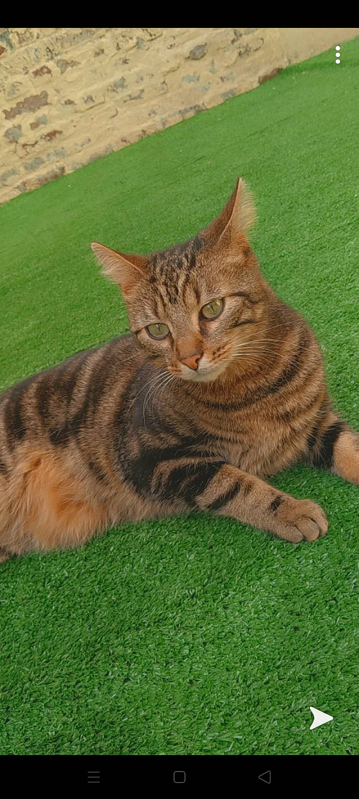 Simba a rejoint le concours — aidez-le/la à gagner de superbes lots ! asian, california_spangled, carnivore, cat, domestic_short_haired_cat, dragon_li, european_shorthair, felidae, grass, kurilian_bobtail, maine_coon, mammal, pixie_bob, siberian, small_to_medium_sized_cats, tabby_cat, toyger, vertebrate, whiskers, wild_cat