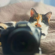 Minette a rejoint le concours — aidez-le/la à gagner de superbes lots ! cat, calico_cat, camera, lens, bed, blanket, soft_texture, animal, pet, curious, closeup, indoor, feline, whiskers, ears, resting, focus, background_blur, portrait, cozy
