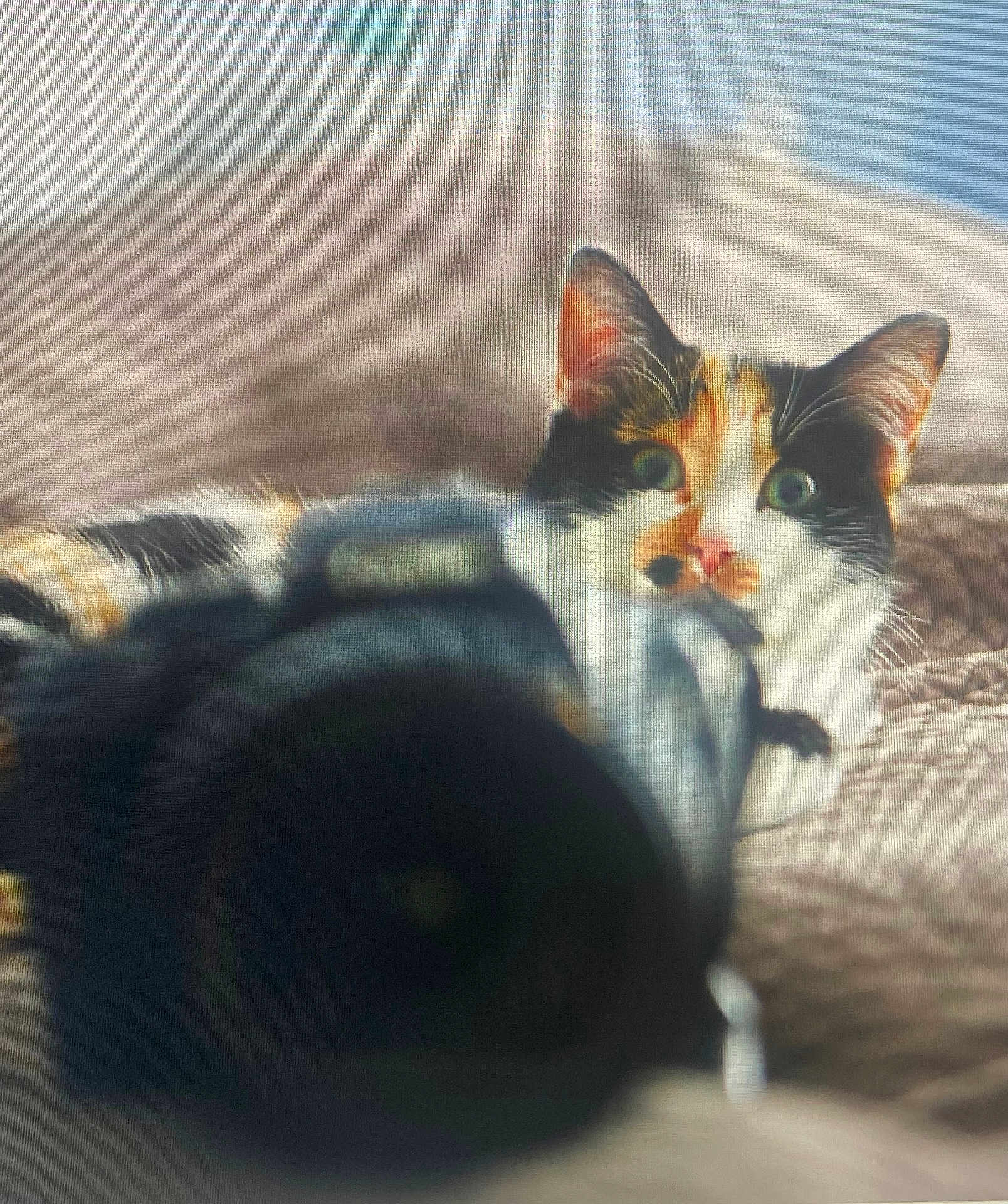 Minette a rejoint le concours — aidez-le/la à gagner de superbes lots ! cat, calico_cat, camera, lens, bed, blanket, soft_texture, animal, pet, curious, closeup, indoor, feline, whiskers, ears, resting, focus, background_blur, portrait, cozy