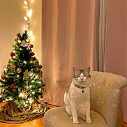 Timmy a rejoint le concours — aidez-le/la à gagner de superbes lots ! bell_collar, cat, chair, christmas_tree, cozy, curtain, decorations, festive, floor, furniture, holiday, indoor, lights, ornaments, patterned_chair, pet, relaxed, smiling_cat, warm_lighting, white_cat