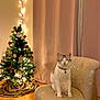 bell_collar, cat, chair, christmas_tree, cozy, curtain, decorations, festive, floor, furniture, holiday, indoor, lights, ornaments, patterned_chair, pet, relaxed, smiling_cat, warm_lighting, white_cat