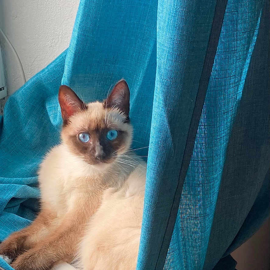 Tornade a rejoint le concours — aidez-le/la à gagner de superbes lots ! animal, blanket, cat, kitten, pet