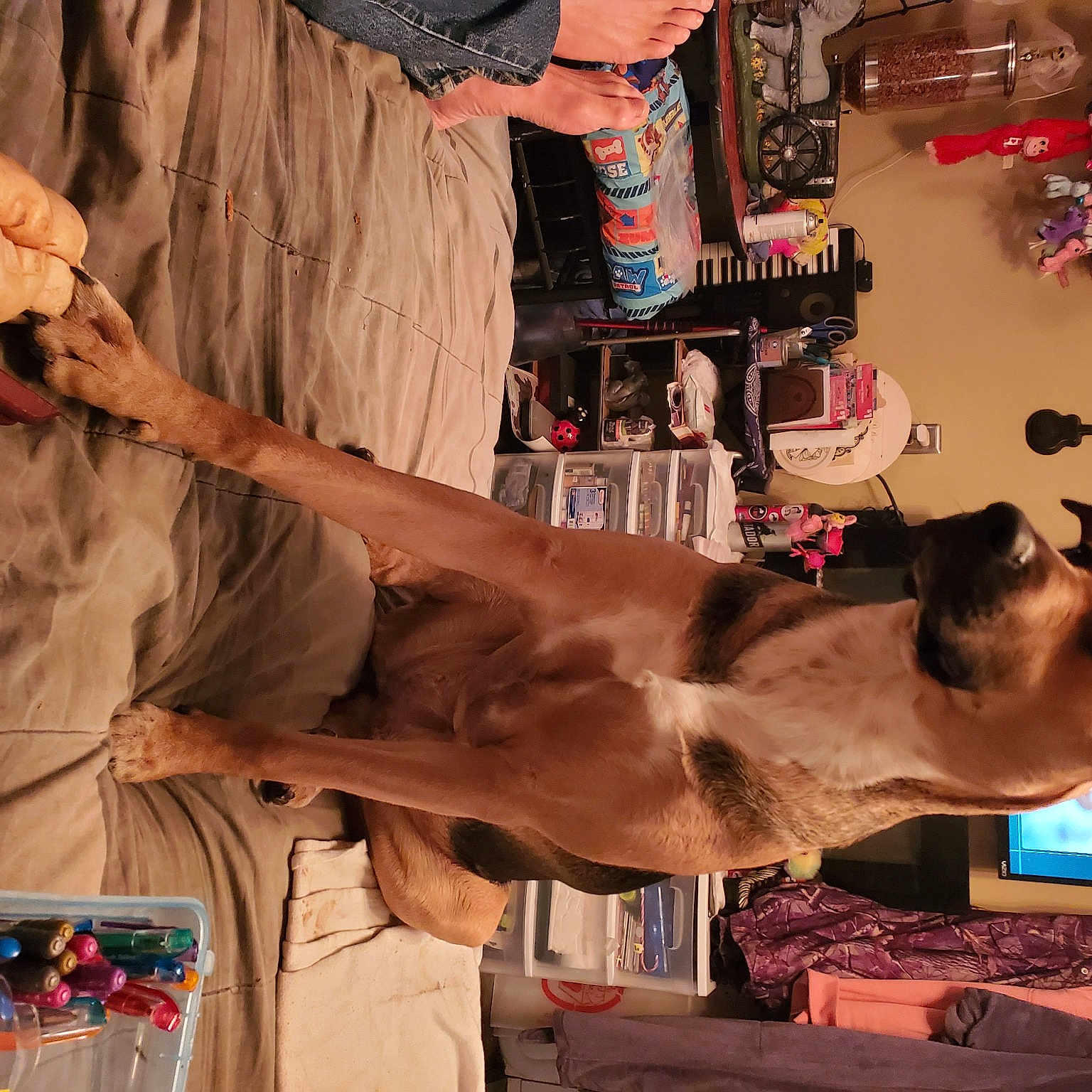 Baby Girl joined the competition — help win amazing prizes! art, artist, barechested, event, eyewear, fawn, flesh, fun, fur, hat, room, t_shirt, visual_arts, wood, working_animal