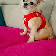 Jodie participe au concours pour gagner de l'argent avec cette photo : dog, small_dog, chihuahua, pet, harness, red_harness, couch, sofa, pink_blanket, indoor, sitting, closeup, big_eyes, ears, fur, cute, portrait, domestic_animal, living_room, adorable