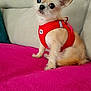 dog, small_dog, chihuahua, pet, harness, red_harness, couch, sofa, pink_blanket, indoor, sitting, closeup, big_eyes, ears, fur, cute, portrait, domestic_animal, living_room, adorable