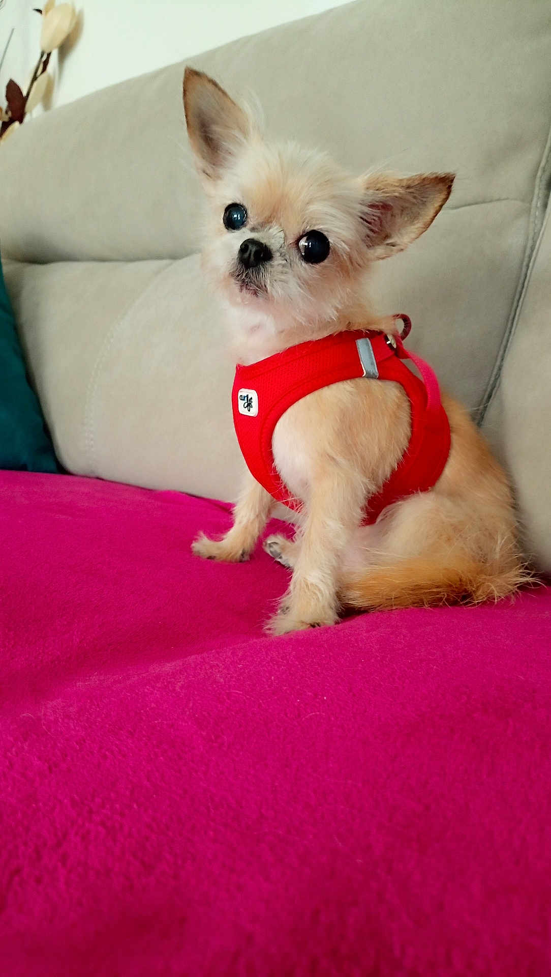 Jodie participe au concours pour gagner de l'argent avec cette photo : dog, small_dog, chihuahua, pet, harness, red_harness, couch, sofa, pink_blanket, indoor, sitting, closeup, big_eyes, ears, fur, cute, portrait, domestic_animal, living_room, adorable