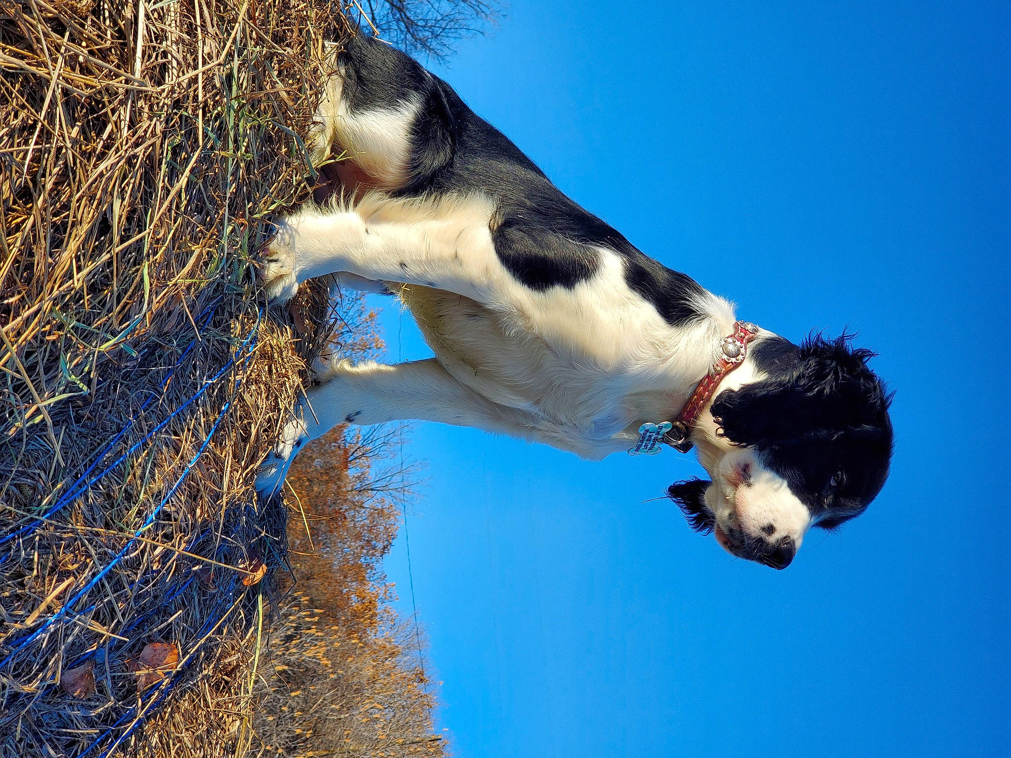 Dally is registered to the contest to win money with this photo: beak, bird, canidae, dog_breed, grass, natural_landscape, organism, plant, sky, snout, sporting_group, tail, terrestrial_animal, tree, twig, water, water_bird, wildlife, winter, wood