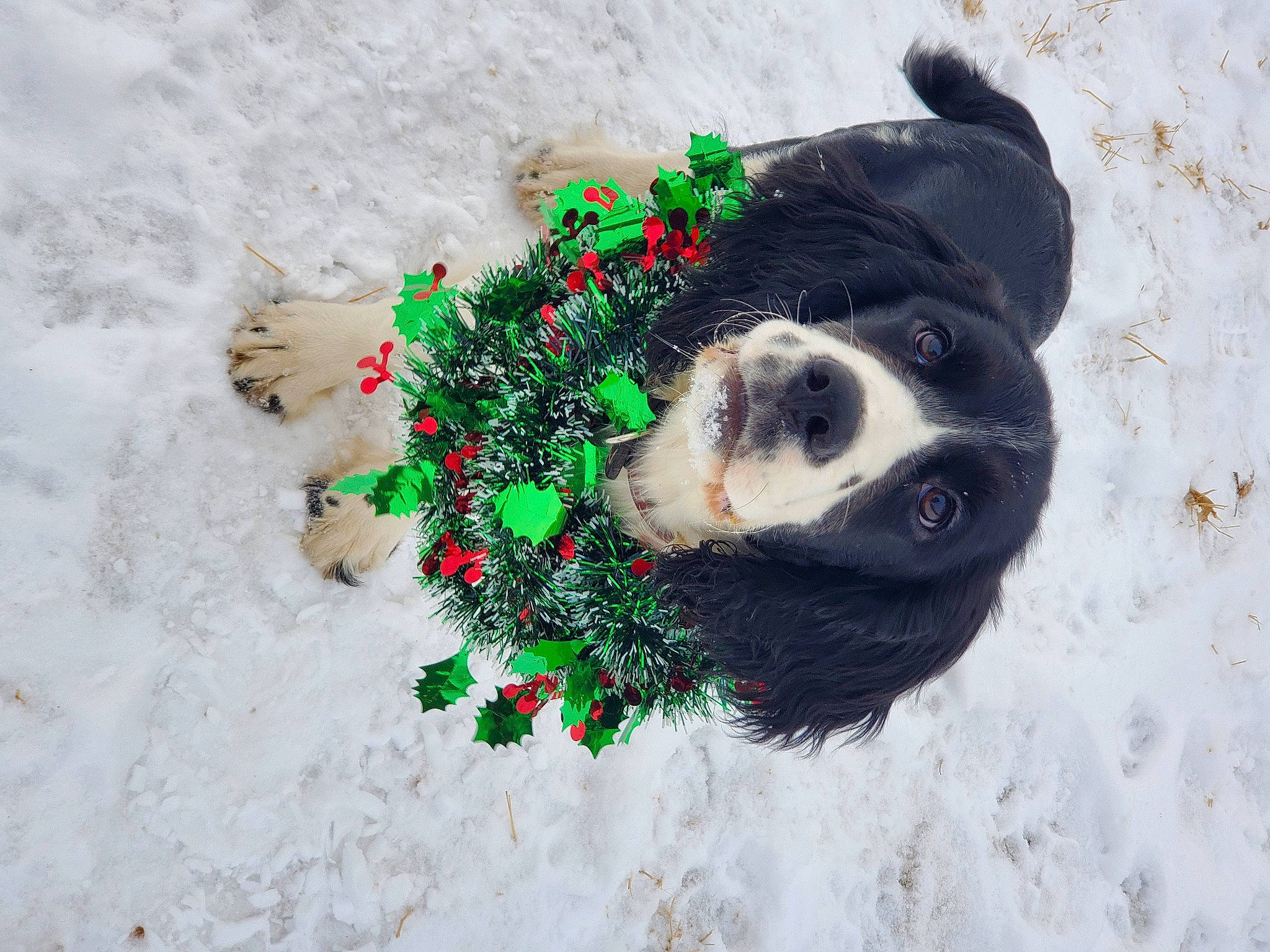 Dally joined the competition — help win amazing prizes! art, canidae, carnivore, companion_dog, dog, dog_breed, dog_supply, freezing, fur, grass, non_sporting_group, paw, puppy, snout, snow, sporting_group, tail, winter, wool, working_animal