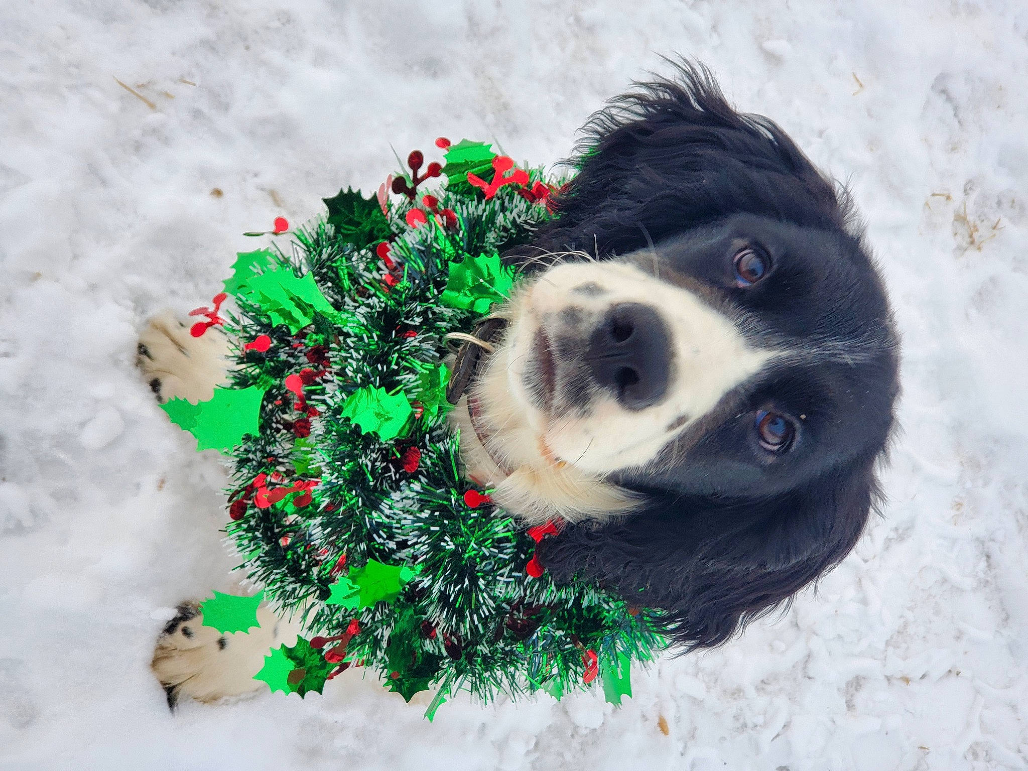 Dally is registered to the contest to win money with this photo: art, canidae, carnivore, christmas_ornament, companion_dog, conifer, dog, dog_breed, dog_collar, freezing, fur, grass, shrub, snout, snow, sporting_group, toy, winter, wool, working_animal