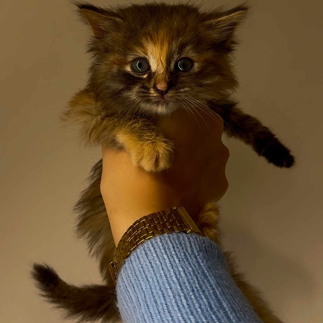 Wall-E participe au concours pour gagner de l'argent avec cette photo : abyssinian, accessories, animal, bodypart, bracelet, cat, clothing, finger, glove, hand, jewelry, kitten, knitwear, manx, person, pet, siamese, sweater, wrist, wristwatch