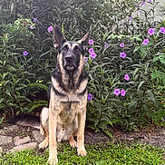 Tango joined the competition — help win amazing prizes! alert, animal, black_and_tan, dog, ears, ferns, flowers, front_facing, fur, garden, german_shepherd, grass, greenery, nature, outdoor, pet, plants, portrait, purple_flowers, sitting