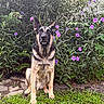 alert, animal, black_and_tan, dog, ears, ferns, flowers, front_facing, fur, garden, german_shepherd, grass, greenery, nature, outdoor, pet, plants, portrait, purple_flowers, sitting