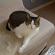 Tigresse a rejoint le concours — aidez-le/la à gagner de superbes lots ! cat, chair, closeup, cushion, domestic_animal, electrical_outlet, feline, floor, fur, green_eyes, home, indoor, paw, pet, relaxing, resting, tabby_cat, tablecloth, textured_wall, white_cat