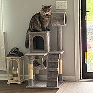 Lukas is registered to the contest to win money with this photo: animal, calm, candle, cat, cat_tree, cozy, decor, domestic, door, fur, furniture, gray, home, indoor, lantern, natural_light, pet, sitting, window, wood_floor