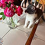 cat, closeup, curious, decor, domestic_animal, feline, flowers, green_leaves, home, indoor, kitten, pet, pink_flowers, plant, roses, still_life, table, tile, vase, wooden_chair