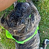 Marlow Dewayne is registered to the contest to win money with this photo: dog, puppy, brindle, green_harness, grass, person, leg, sandal, outdoor, pet, cute, looking_up, animal, nature, playful, canine, young_dog, summer, friendly, companion