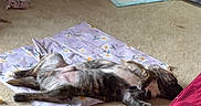 Marlow Dewayne joined the competition — help win amazing prizes! dog, brindle, carpet, mat, food_bowl, pee_pad, indoor, relaxed, lying_down, pet, home, floor, furniture, rug, cozy, animal, resting, comfortable, living_room, casual