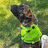dog, brindle, harness, green, frog, animal, pet, grass, outdoor, sunlight, footwear, shoe, crocs, curious, sitting, cute, canine, summer, nature, playful