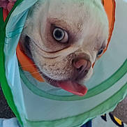 Myles is registered to the contest to win money with this photo: animal, blanket, blue_eyes, canine, close_up, curious, cute, dog, green, hand, indoor, orange, pet, playful, portrait, snout, tongue_out, tunnel, whiskers, white_fur