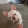 Myles joined the competition — help win amazing prizes! animal, blurry, cage, carpet, close_up, cute, dog, domestic, ears, face, floor, french_bulldog, friendly, furniture, hand, indoor, interaction, paw, pet, white_dog