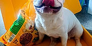 Myles joined the competition — help win amazing prizes! animal, blue_eyes, box, carpet, container, cute, dog, dog_food, french_bulldog, happy, indoor, package, pedigree, pet, playful, sitting, smiling, tongue, treats, white_dog