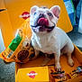 animal, blue_eyes, box, carpet, container, cute, dog, dog_food, french_bulldog, happy, indoor, package, pedigree, pet, playful, sitting, smiling, tongue, treats, white_dog