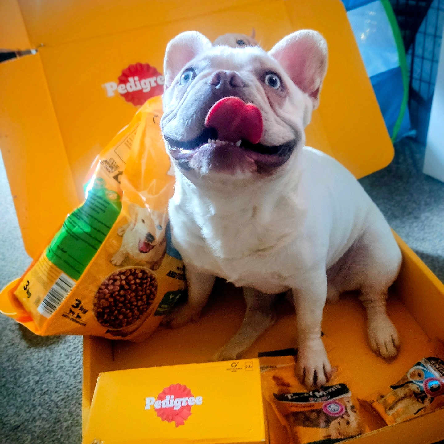Myles joined the competition — help win amazing prizes! animal, blue_eyes, box, carpet, container, cute, dog, dog_food, french_bulldog, happy, indoor, package, pedigree, pet, playful, sitting, smiling, tongue, treats, white_dog