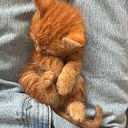 Bryoche a rejoint le concours — aidez-le/la à gagner de superbes lots ! kitten, cat, ginger_cat, orange_fur, sleeping, curled_up, paws, tail, fluffy, cute, adorable, pet, animal, denim, jeans, fabric, cozy, indoors, close_up, portrait