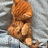 kitten, cat, ginger_cat, orange_fur, sleeping, curled_up, paws, tail, fluffy, cute, adorable, pet, animal, denim, jeans, fabric, cozy, indoors, close_up, portrait