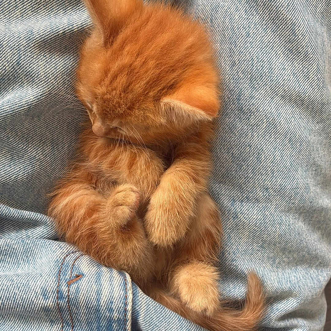 Bryoche a rejoint le concours — aidez-le/la à gagner de superbes lots ! kitten, cat, ginger_cat, orange_fur, sleeping, curled_up, paws, tail, fluffy, cute, adorable, pet, animal, denim, jeans, fabric, cozy, indoors, close_up, portrait