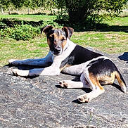 Astro a rejoint le concours — aidez-le/la à gagner de superbes lots ! dog, outdoor, rock, grass, sunlight, animal, pet, nature, relaxed, lying_down, canine, black_and_white, tan, daytime, greenery, shrub, resting, sunny, mammal, animal_portrait
