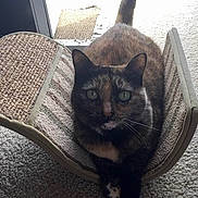 Freckles joined the competition — help win amazing prizes! cat, tortoiseshell_cat, pet, indoor, furniture, scratcher, carpet, paws, animal, relaxing, crossed_paws, looking_at_camera, tail, ears, whiskers, close_up, cozy, daylight, home, curved_scratch_pad