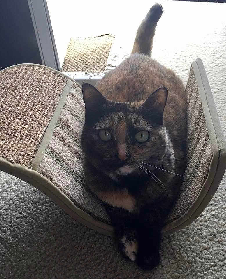 Freckles joined the competition — help win amazing prizes! cat, tortoiseshell_cat, pet, indoor, furniture, scratcher, carpet, paws, animal, relaxing, crossed_paws, looking_at_camera, tail, ears, whiskers, close_up, cozy, daylight, home, curved_scratch_pad