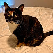 Tootsia joined the competition — help win amazing prizes! cat, calico, pet, animal, bed, white_bedspread, fur, whiskers, indoor, domestic_cat, looking, sitting, eyes, ears, tail, cute, feline, portrait, cozy, soft_light