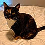 cat, calico, pet, animal, bed, white_bedspread, fur, whiskers, indoor, domestic_cat, looking, sitting, eyes, ears, tail, cute, feline, portrait, cozy, soft_light